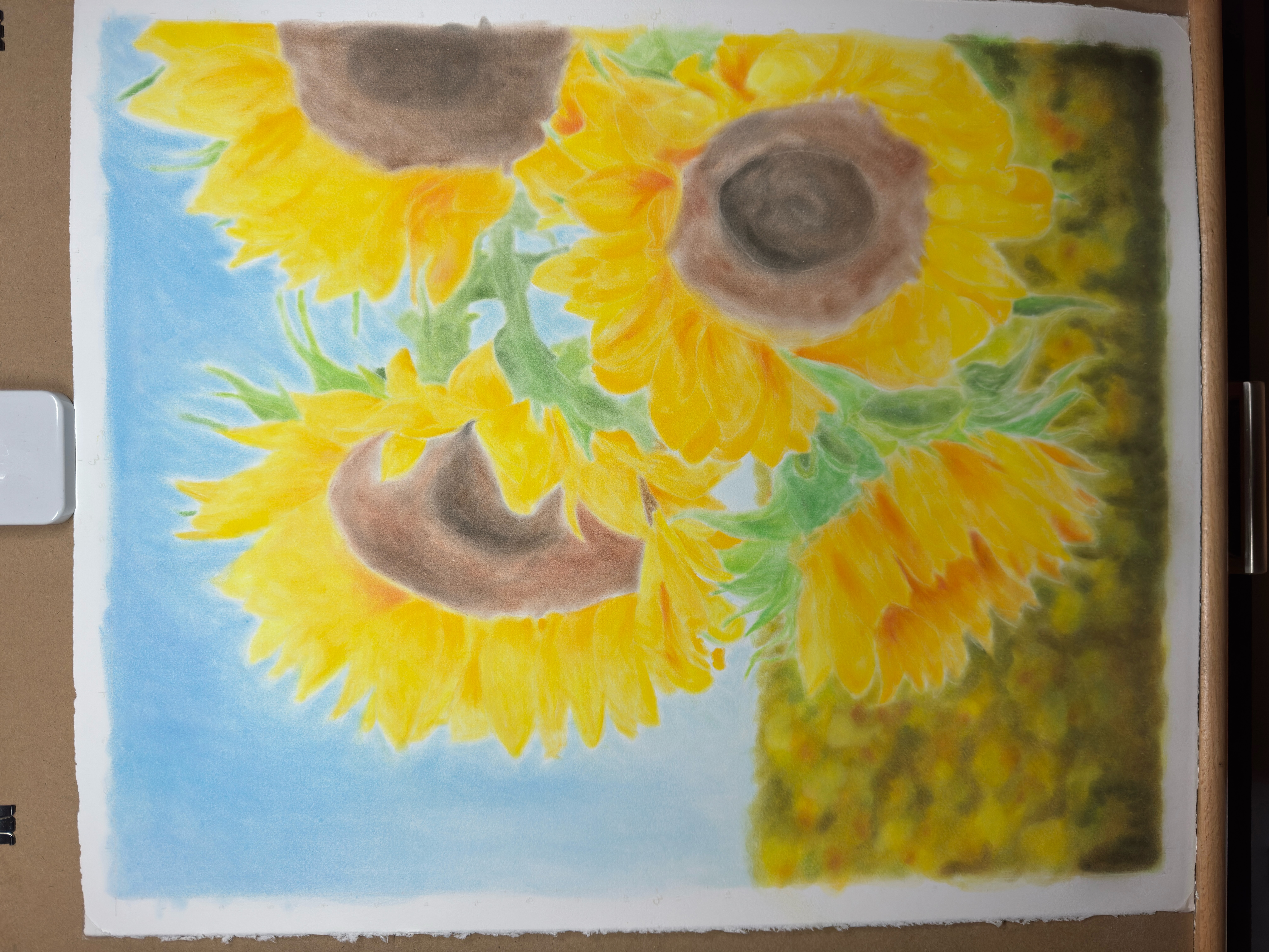 A progress picture of sunflowers
